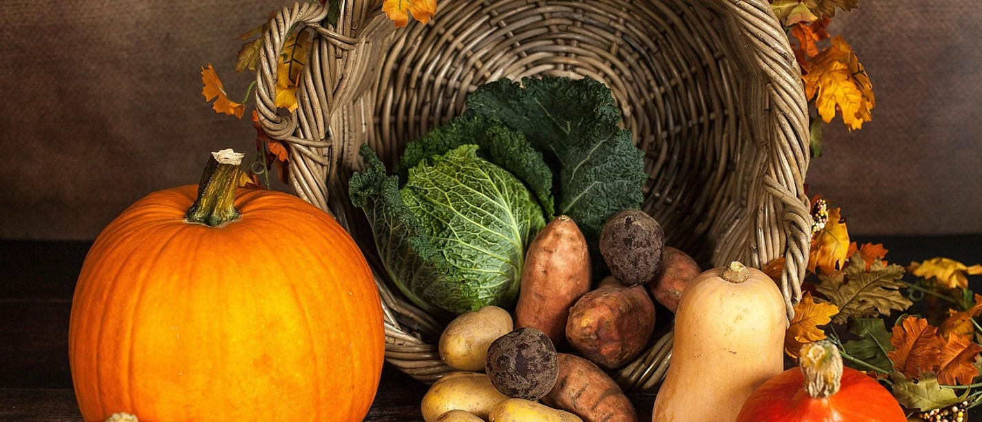 Herbstliche Ernte zum Erntefest mit Kürbissen, Kohl und Wurzelgemüse vor einem Korb.