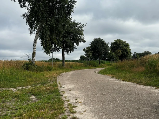 Asphaltierter Feldweg zwischen Birken, Feldern und hohem Gras unter grauem Himmel.