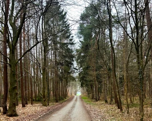 Breiter Waldweg durch hohe Bäume am Hamfährer Feld bei Schwanewede.