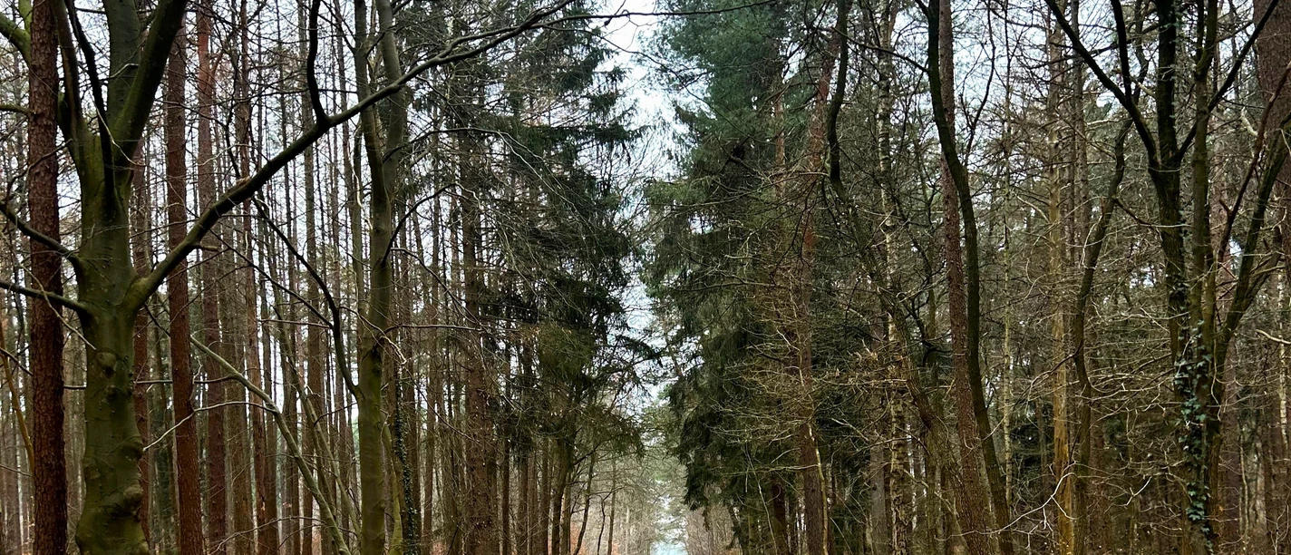 Breiter Waldweg durch hohe Bäume am Hamfährer Feld bei Schwanewede.