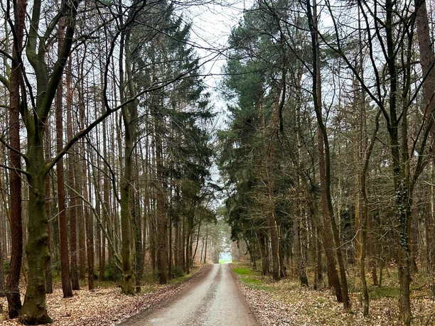 Breiter Waldweg durch hohe Bäume am Hamfährer Feld bei Schwanewede.