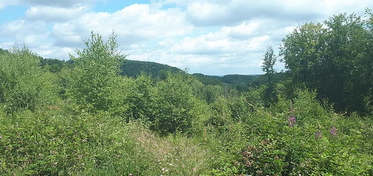Grüner Waldsaum mit Wiesenpfad und weitem Blick über bewaldete Hügel unter Wolkenhimmel