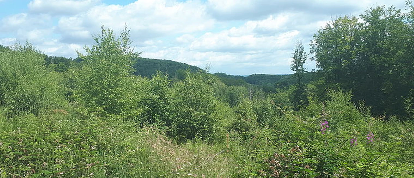 Grüner Waldsaum mit Wiesenpfad und weitem Blick über bewaldete Hügel unter Wolkenhimmel