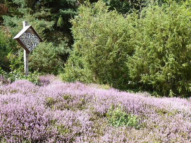 Vockeröder Heide