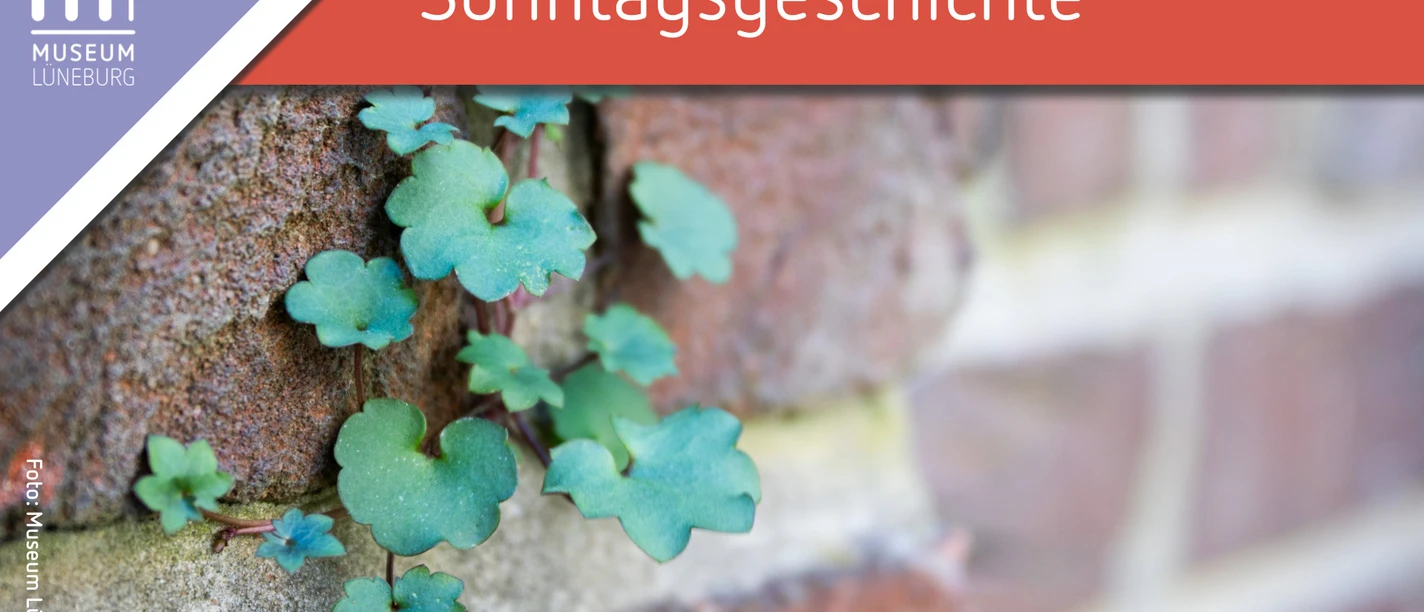 Kleine Pflanzen wachsen aus einer Backsteinfuge, darüber steht „Sonntagsgeschichte“.