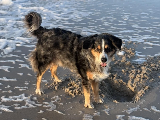 Hunde immer willkommen Hunde immer willkommen