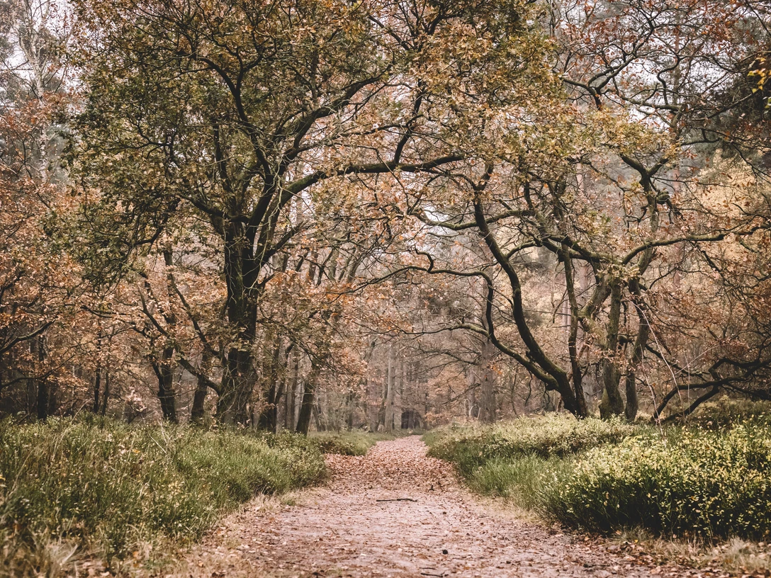 Waldbaden.jpg