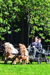 Pferdetag im Zoo Stralsund