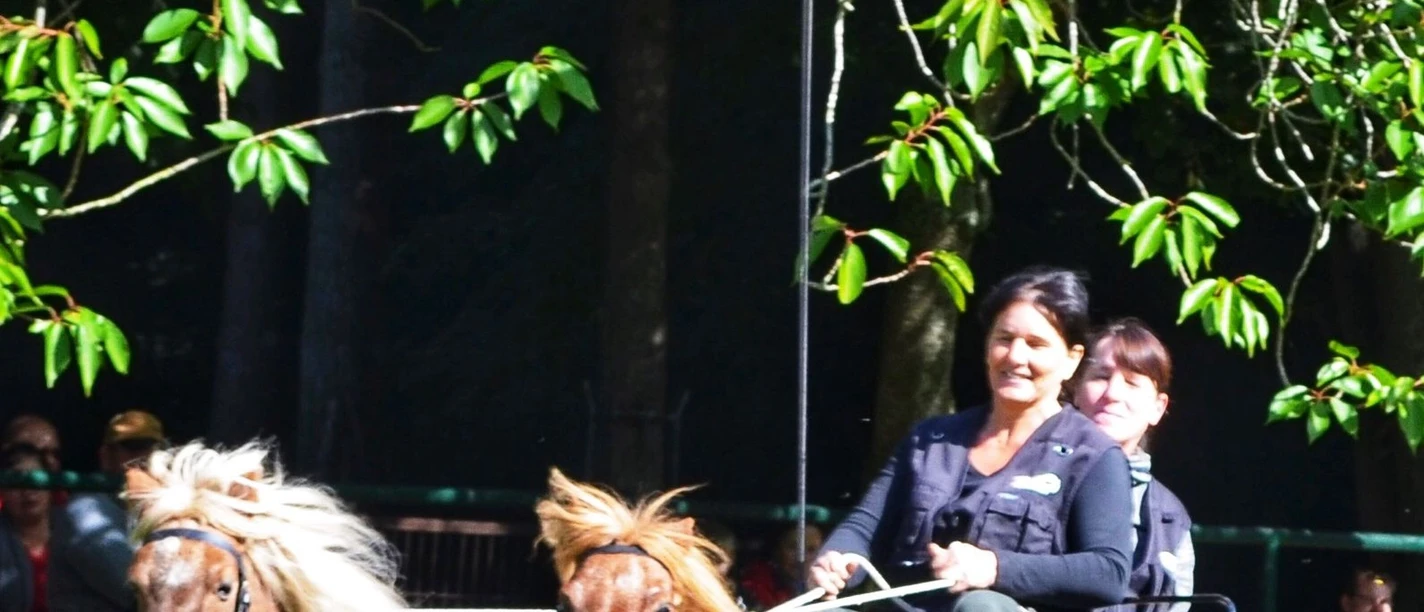 Pferdetag im Zoo Stralsund