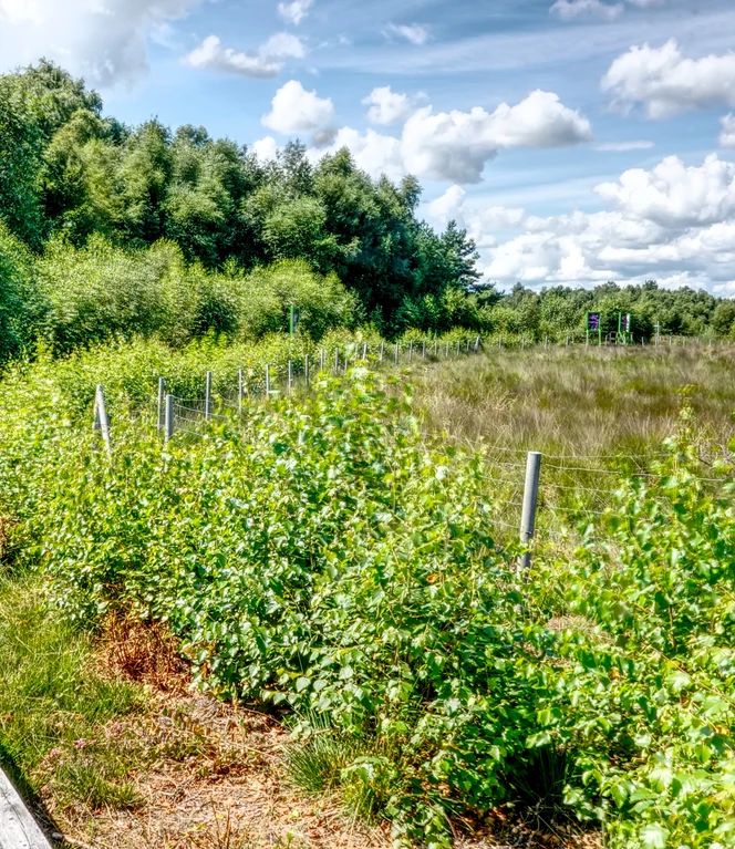 MoorInfoPfad Esterwegen im Melmmoor-Kuhdammoor ©Naturpark Hümmling.jpg