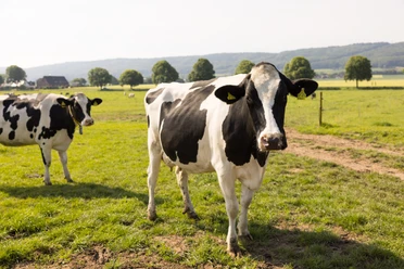 Biohof Kinkelbur Holsteiner Kuh auf Weide