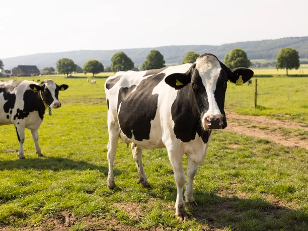 Biohof Kinkelbur Holsteiner Kuh auf Weide