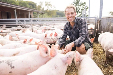 Junger Bauer in mitten einer Gruppe von jungen Schweinen