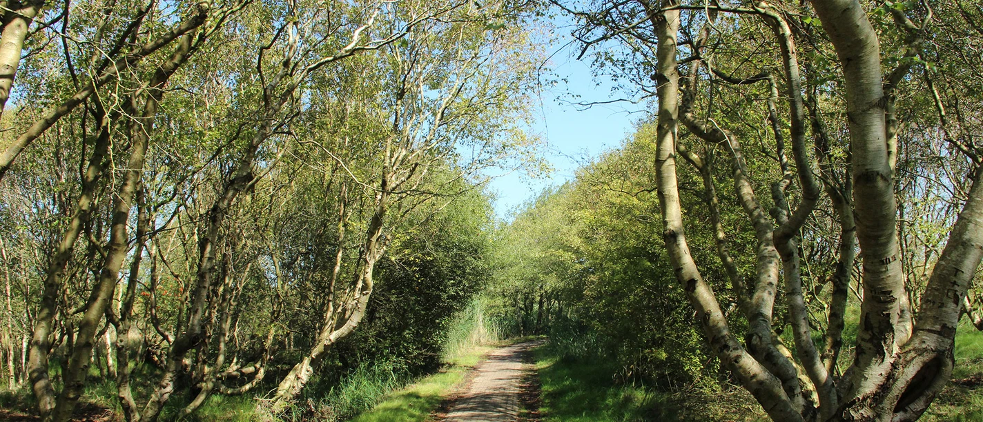 Dünen_2024_6731_denis-metz.jpg