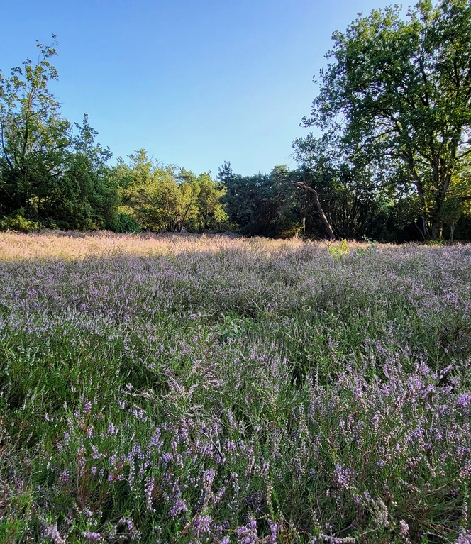 Naturerlebnis-Lehrpfad Wachendorf - Lebensräume auf Sand, Lingen (Ems), Wacholderheide ©Emsland Tourismus GmbH (3).jpg