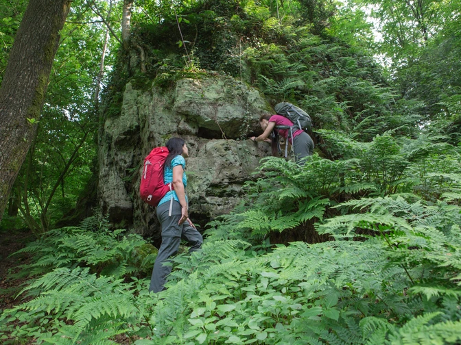 Wandern auf dem Ahornweg Zwei Wanderer erklimmen einen bewachsenen Felsen im Grünenwald umgeben von Farnen.Two hikers climb an overgrown rock in the green forest surrounded by ferns.To vandrere bestiger en tilgroet klippe i den grønne skov omgivet af bregner.Twee wandelaars beklimmen een overwoekerde rots in het groene bos omringd door varens.