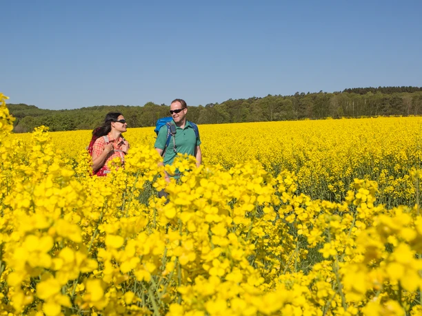 Wandern auf dem Ahornweg To mennesker går gennem en bred, blomstrende rapsmark under en blå himmel.