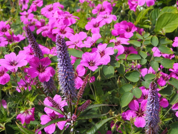 Farbenprächtige Stauden