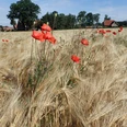 Radeln auf der OC2 - Rund um Schwagstorf Rote Mohnblumen ragen aus einem goldenen Weizenfeld, umgeben von grünen Bäumen.
