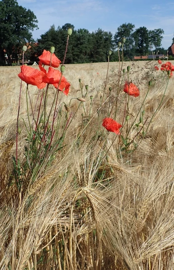 Radeln auf der OC2 - Rund um Schwagstorf Rote Mohnblumen ragen aus einem goldenen Weizenfeld, umgeben von grünen Bäumen.