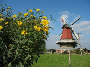 Everdings Mühle in Groß Mimmelage Windmühle mit roten Wänden und weißen Flügeln neben gelben Blumen im Grünen.Windmill with red walls and white wings next to yellow flowers in the greenery.Vindmølle med røde mure og hvide vinger ved siden af gule blomster i det grønne.Windmolen met rode muren en witte wieken naast gele bloemen in het groen.