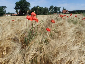 Radeln im Osnabrücker Land Mohnblumen ragen aus einem goldgelben Kornfeld unter blauem Himmel empor.