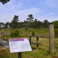 Wacholderhain in Merzen-Plaggenschale Infotafel an einem Naturpfad durch eine weite Heidefläche mit lila blühendem Heidekraut.