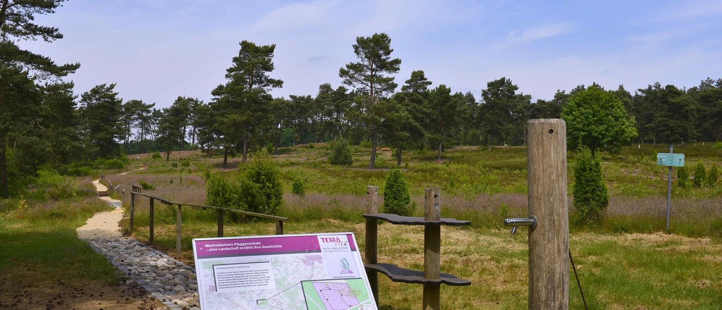 Wacholderhain in Merzen-Plaggenschale Infotafel an einem Naturpfad durch eine weite Heidefläche mit lila blühendem Heidekraut.