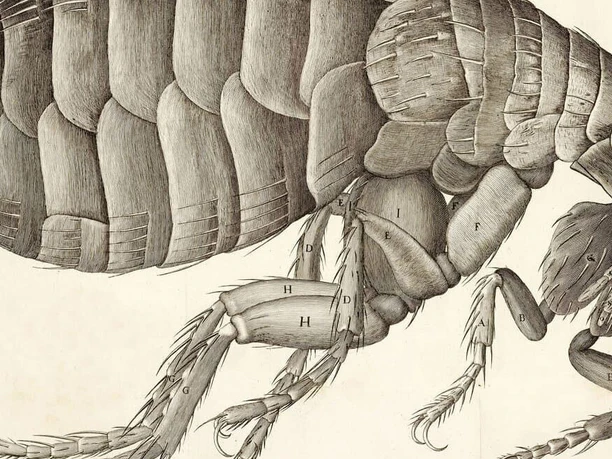 robert-hooke_querschnitt-du.jpg