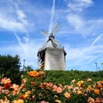 Radeln auf der Niedersäschischen Mühlentour Windmühle vor blühenden Rosen unter blauem Himmel mit weißen Wolken.