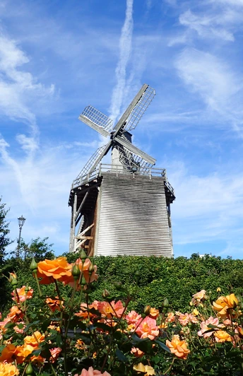 Radeln auf der Niedersäschischen Mühlentour Windmühle vor blühenden Rosen unter blauem Himmel mit weißen Wolken.