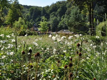 Bloeiende weide op de voorgrond, bos en gebouwen op de achtergrond bij zonnig weer.