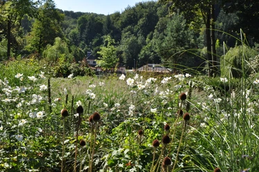 Wandern auf dem Hermannsweg Blühende Wiese im Vordergrund, Wald und Gebäude im Hintergrund bei sonnigem Wetter.