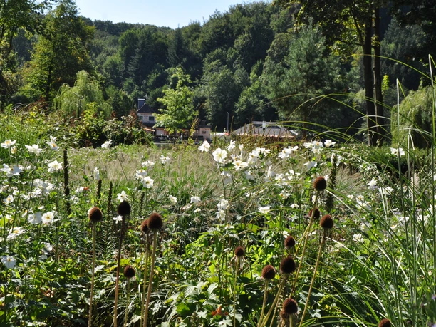 Wandern auf dem Hermannsweg Blühende Wiese im Vordergrund, Wald und Gebäude im Hintergrund bei sonnigem Wetter.