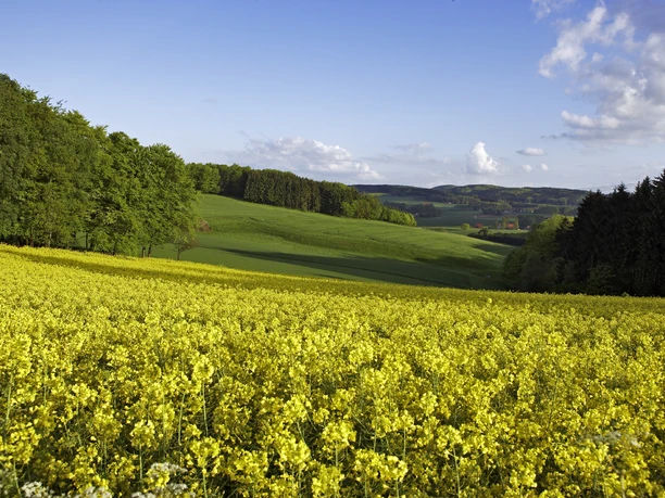 Uitgestrekte gele koolzaadvelden onder een blauwe hemel, omringd door groene heuvels en bossen.