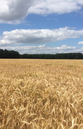 Weites Getreidefeld unter blauem Himmel mit Wolkenformationen und Waldhorizont.