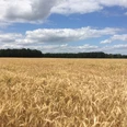 Weite Feldlandschaft bei Weese Weites Getreidefeld unter blauem Himmel mit Wolkenformationen und Waldhorizont.