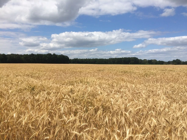 Weite Feldlandschaft bei Weese Weites Getreidefeld unter blauem Himmel mit Wolkenformationen und Waldhorizont.
