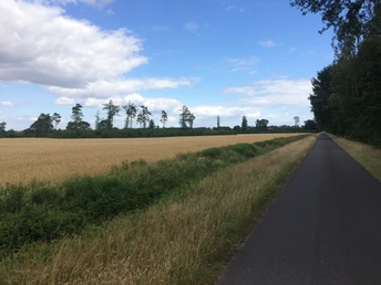 Schmaler Asphaltweg neben goldgelbem Kornfeld unter bewölktem blauem Himmel.