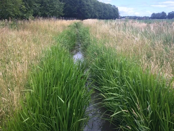 Grasbewachsener Feldweg mit Wassergraben, gesäumt von hohen Bäumen und Wiesen.