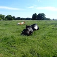 Radeln auf der Rundtour "BO 3 - Rund um Herringhausen - Stirpe - Oelingen" Kühe ruhen auf einer grünen Wiese unter blauem Himmel.