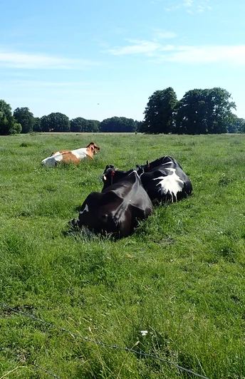 Radeln auf der Rundtour "BO 3 - Rund um Herringhausen - Stirpe - Oelingen" Kühe ruhen auf einer grünen Wiese unter blauem Himmel.