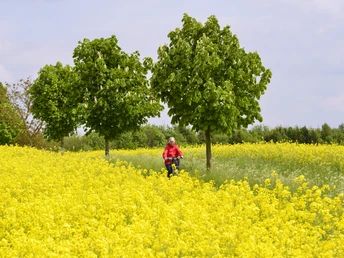 Radeln auf der Rundtour "BO 3 - Rund um Herringhausen - Stirpe - Oelingen" Frau im Rollstuhl fährt lächelnd durch ein Rapsfeld mit grünen Bäumen im Hintergrund.
