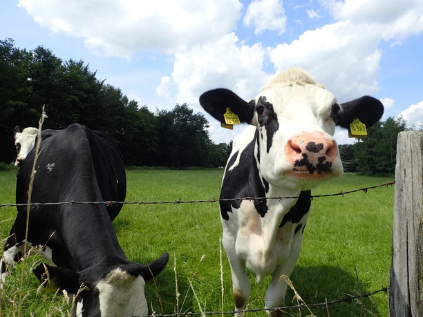 radfahren auf der Glandorfer Entdeckertour Twee koeien staan in een groene wei achter een prikkeldraadomheining onder een blauwe hemel.