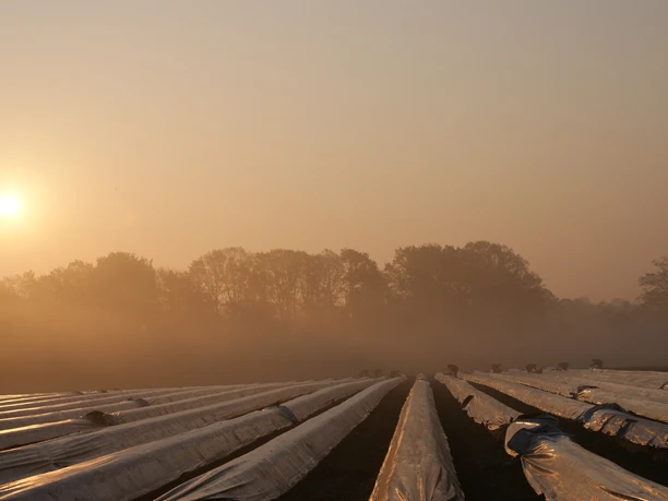 Spargelfeld Sunrise over a misty asparagus farm with rows and trees in the background.