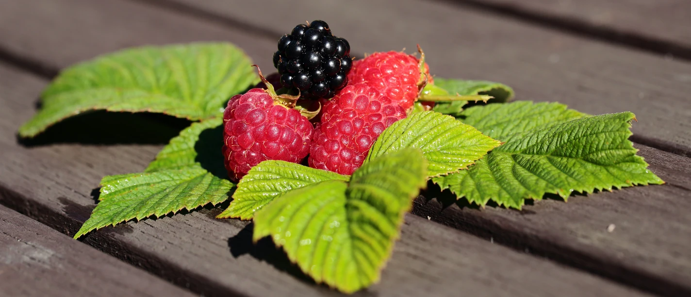2025_Naturpark Habichtswald_pixabay_Beeren