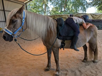 Kind entspannt auf gesatteltem Pony in der Reithalle des Sternenhofs Wingst.