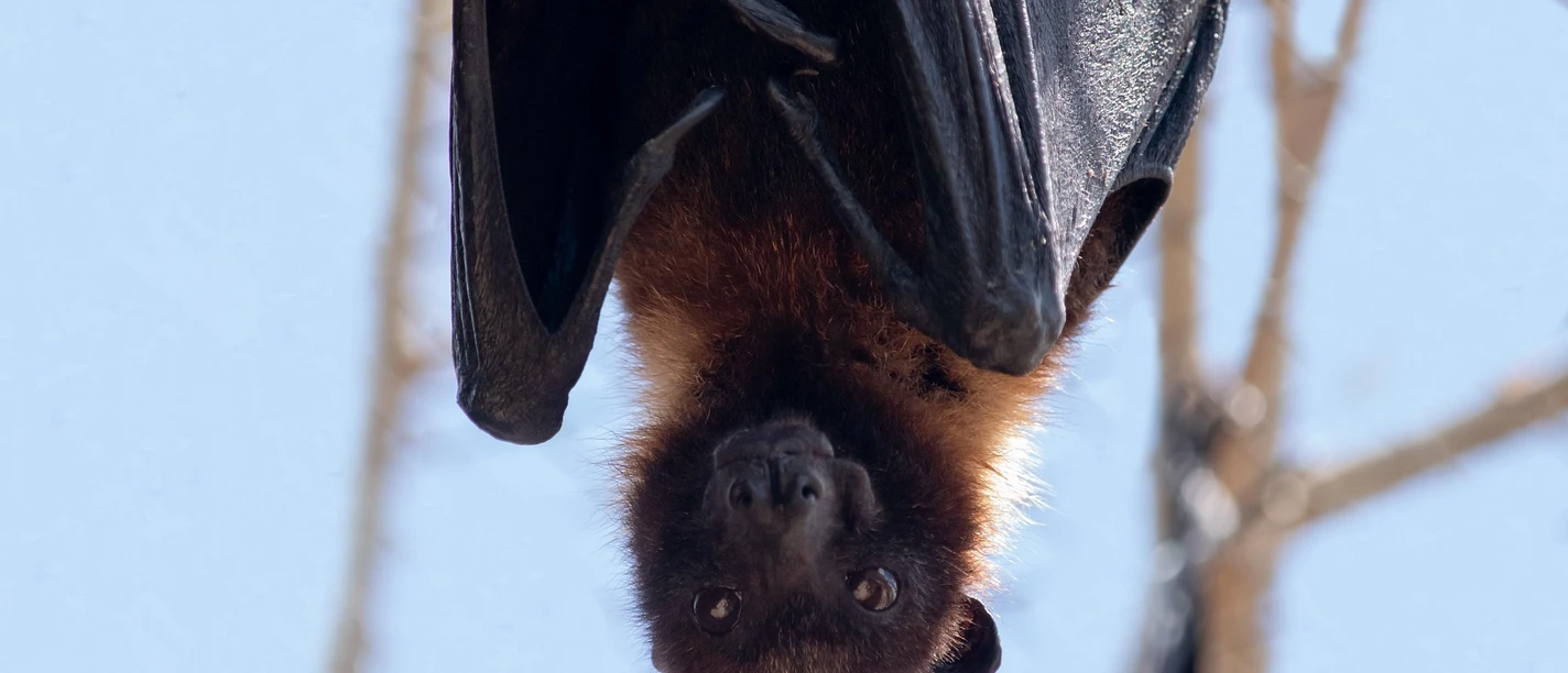 Fledermaus | Beispielbild