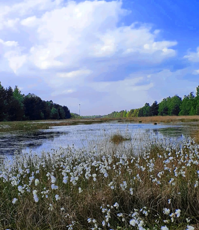 Blick auf Geestmoor bei Wollgrasblüte ©Emsland Moormuseum.jpg