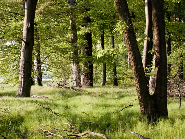 UNESCO Global Geopark TERRA.vita Light-flooded forest with dense, green foliage and soft, grassy ground.